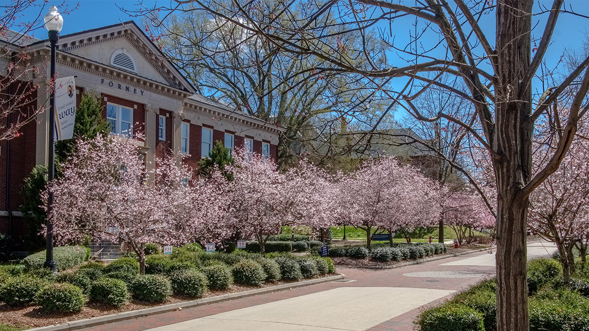College Avenue in bloom on a spring day